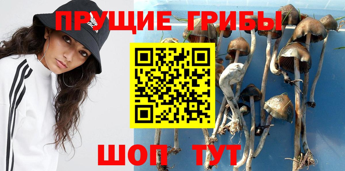 купить наркоту  Вход с VPN  Псилоцибиновые грибы Psilocybine cubensis  Волжск  Псилоцибиновые грибы ЛСД 